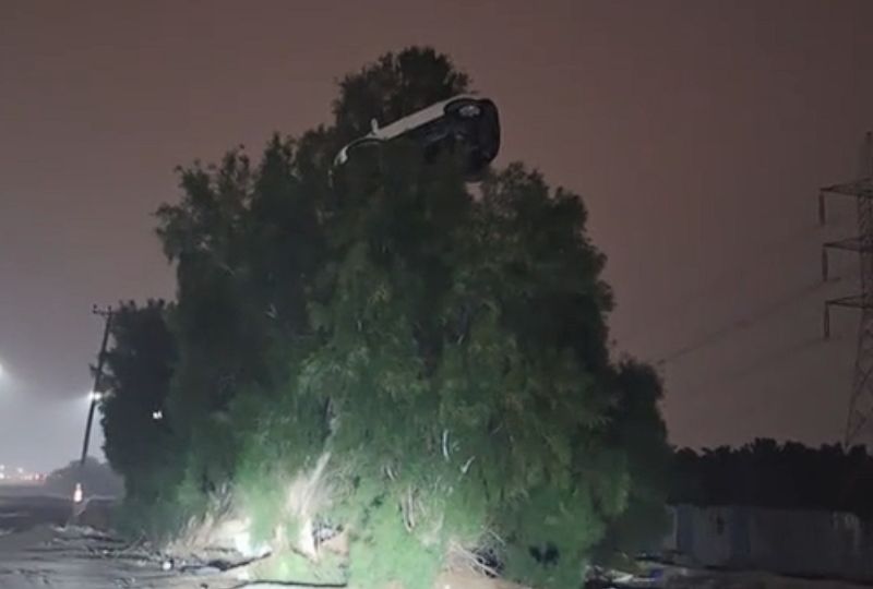 VIDEO: Barking mad TV crew in hot water over ‘car in tree’ stunt